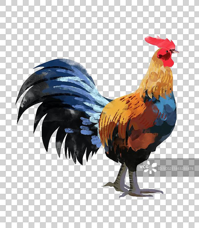 动物家禽十二生肖大公鸡元素插画图片素材