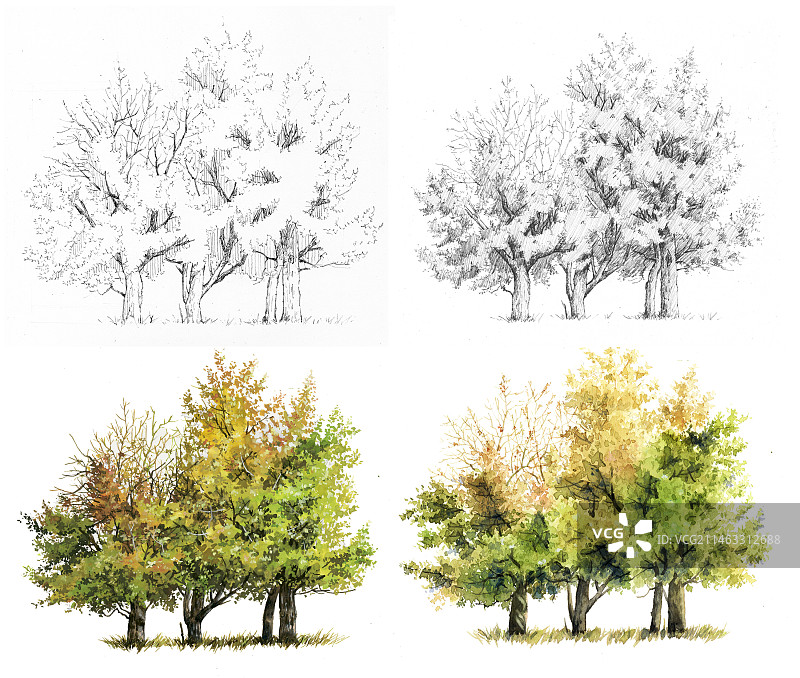 枫香树线稿上色图图片素材