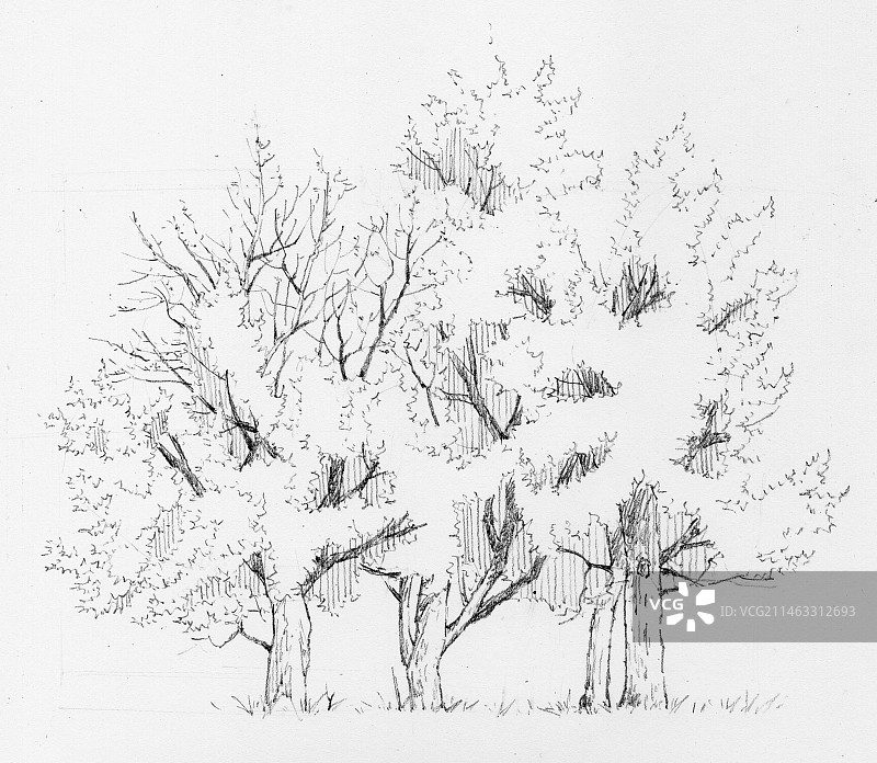 枫香树线稿图片素材