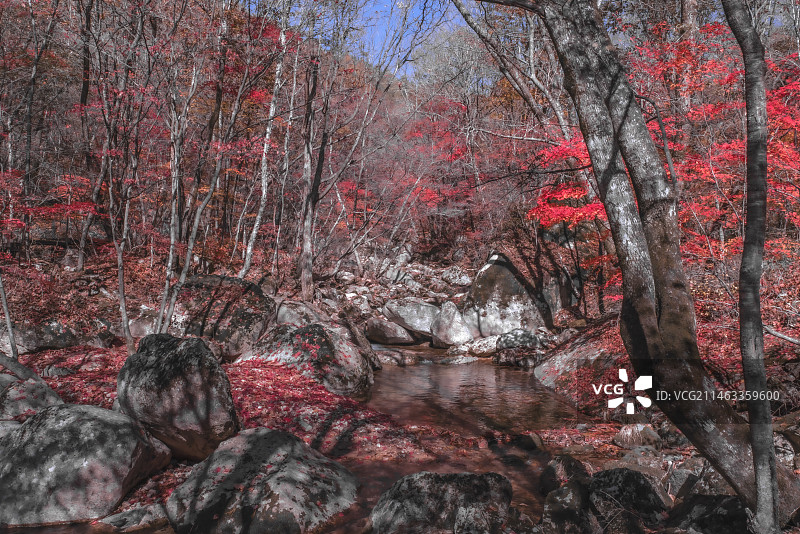 红枫季～辽宁丹东天桥沟图片素材