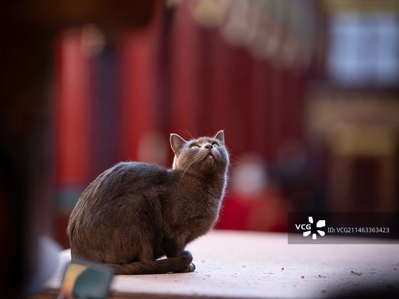 德格印经院的猫图片素材