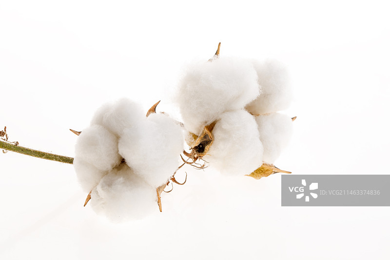 白色背景上的棉花图片素材
