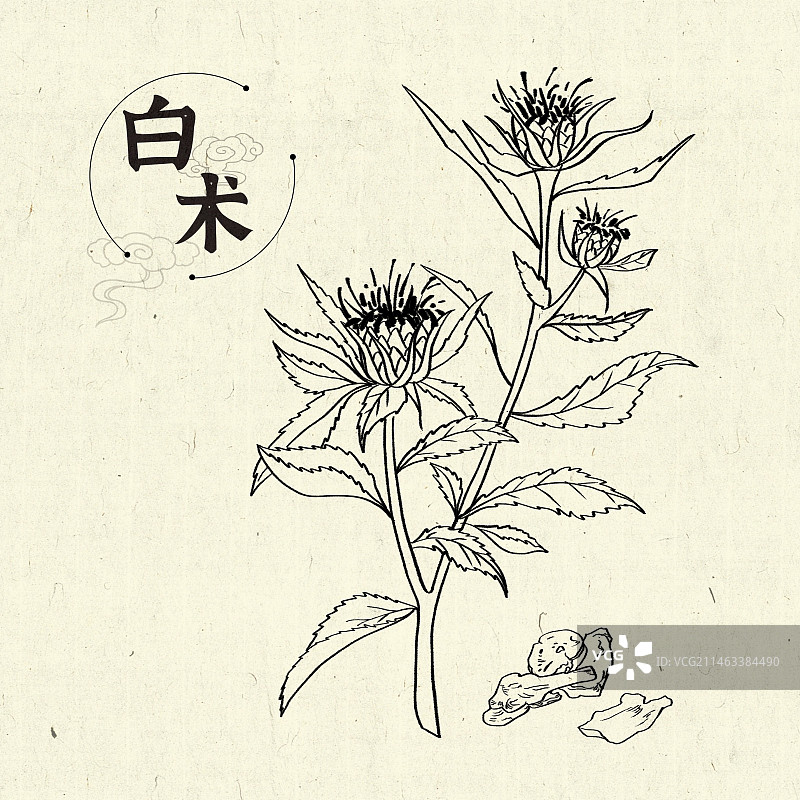 白术插画手绘中药材图片素材