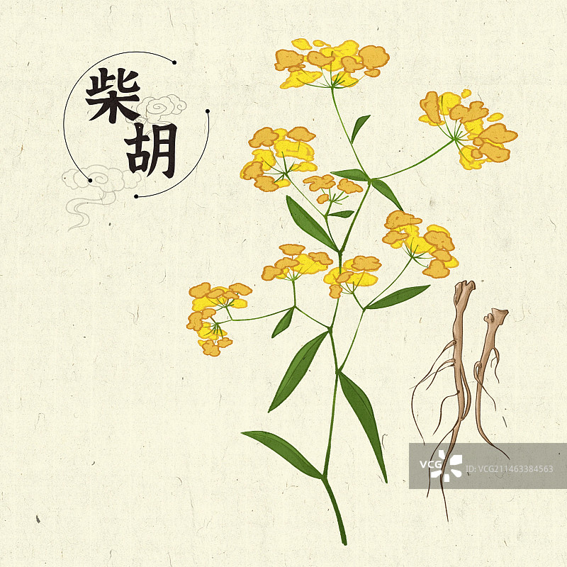 柴胡插画手绘中药材图片素材