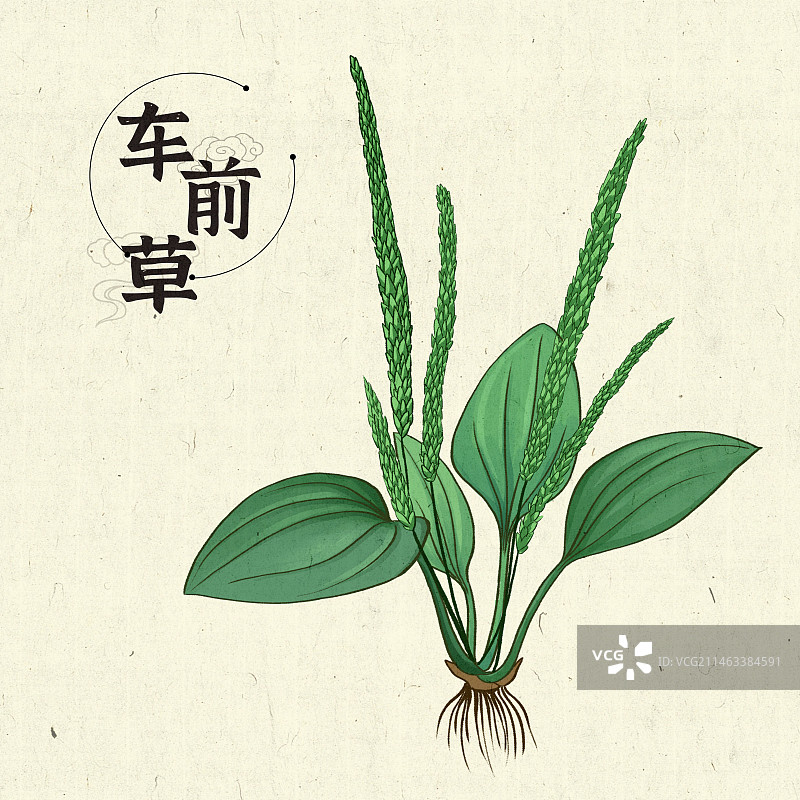 车前草插画手绘中药材图片素材