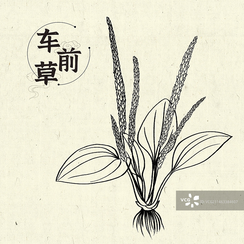 车前草插画手绘中药材图片素材