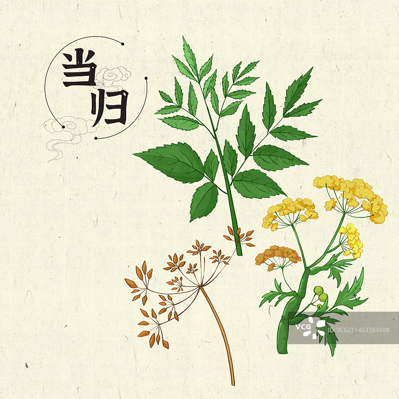 当归插画手绘中药材图片素材