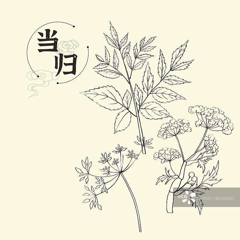当归插画手绘中药材图片素材