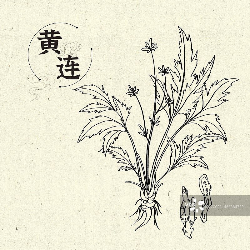 黄连插画手绘中药材图片素材
