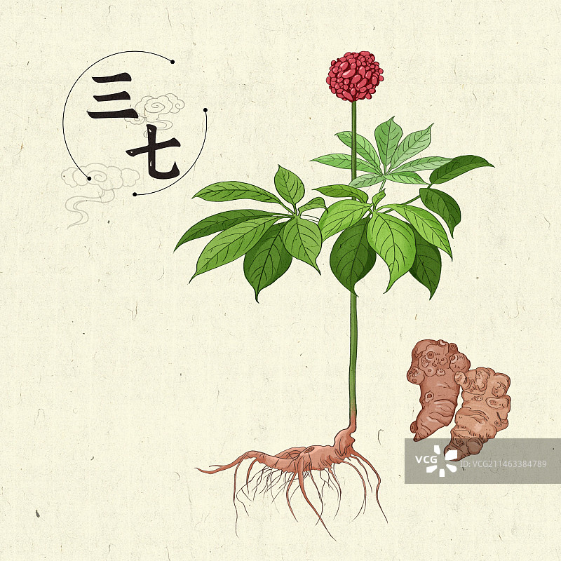三七插画手绘中药材图片素材