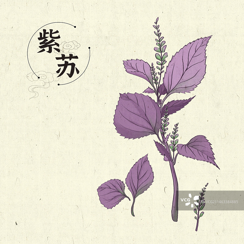 紫苏插画手绘中药材图片素材