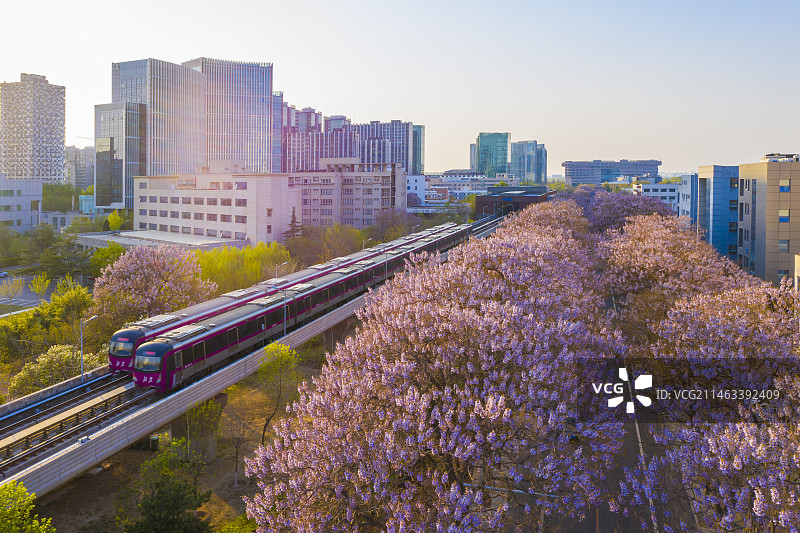 泡桐花亦庄线图片素材