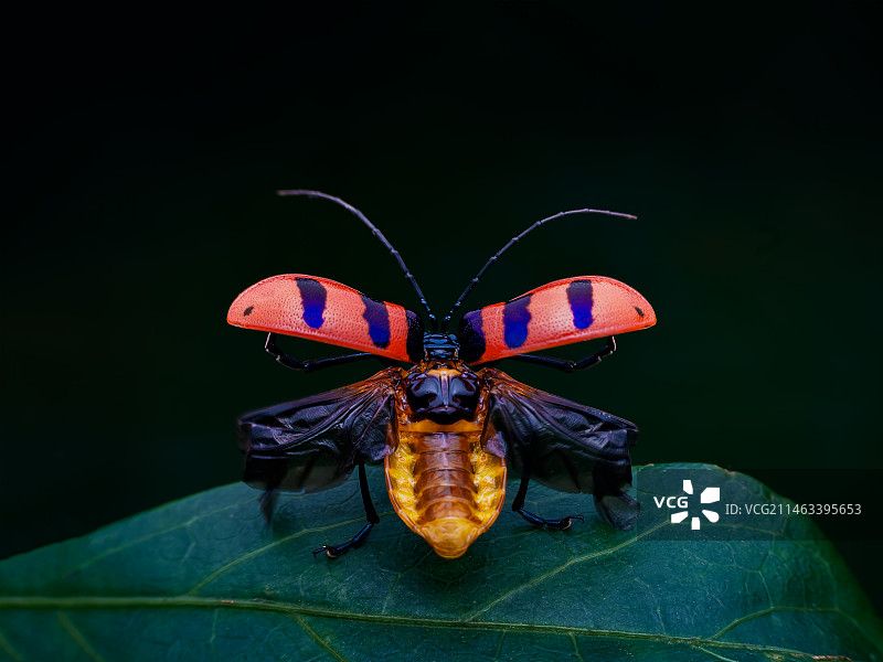 《叶甲》图片素材