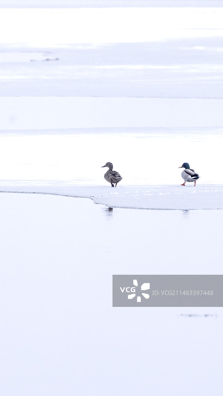 小雪时节背景图片图片素材