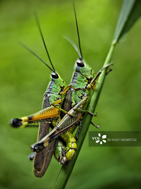 秋之恋图片素材