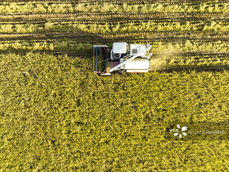 汕尾市海丰县潭围稻田秋收收割机场景图片素材