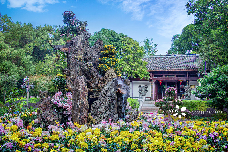 福州西湖公园：金秋菊花开图片素材