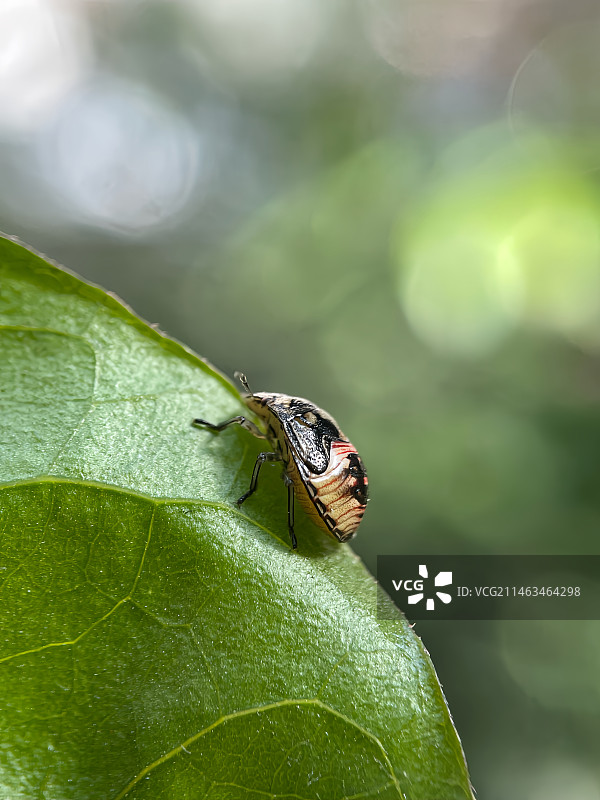 盾蝽图片素材