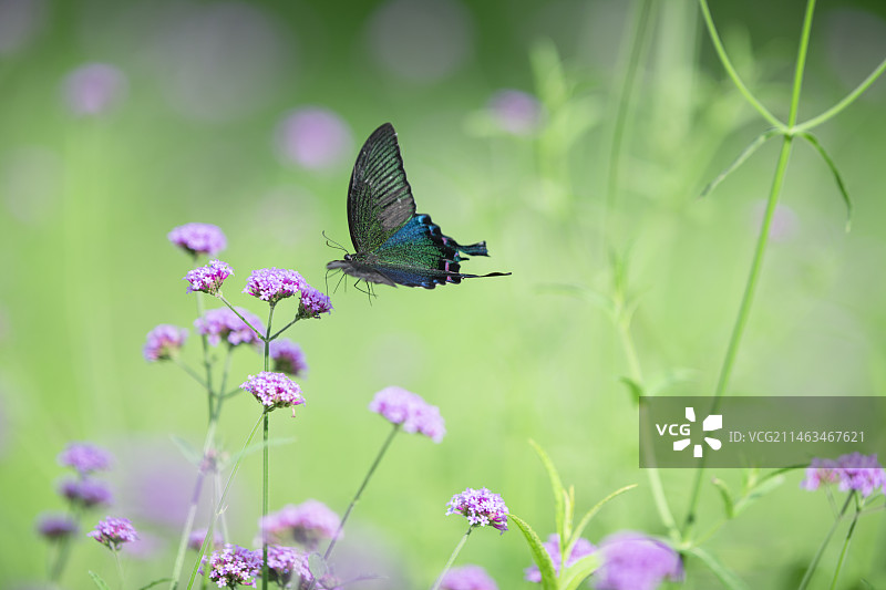 蝴蝶在马鞭草上授粉图片素材