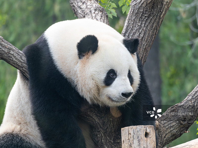 北京动物园大熊猫萌兰 么么儿 西直门三太子图片素材