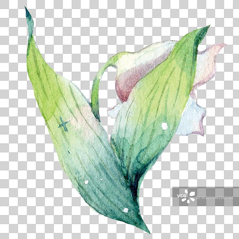 水彩手绘百合铃兰多年生绿植植物特写镜头图片素材
