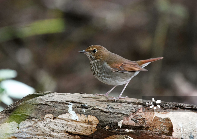 红尾歌鸲图片素材