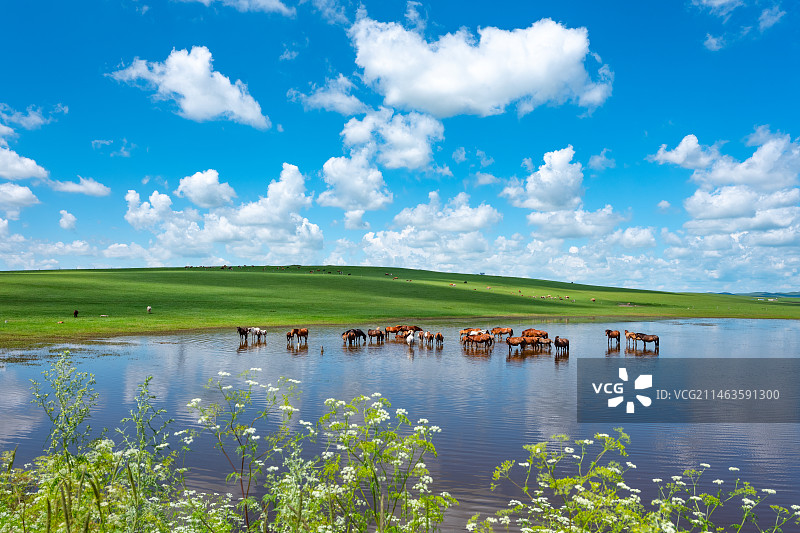 呼伦贝尔草原湖边的马群图片素材