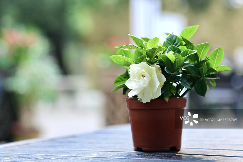 夏天栀子花开图片素材