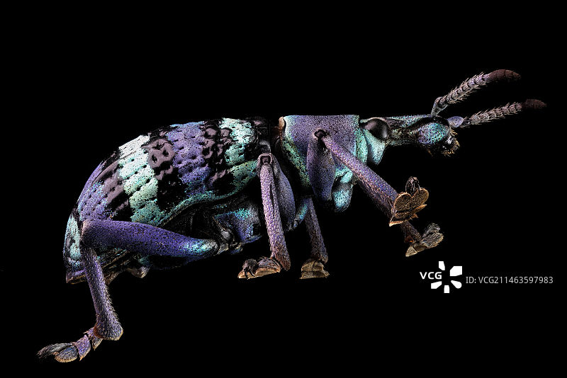 蓝琉璃象甲|Eupholus magnificus图片素材