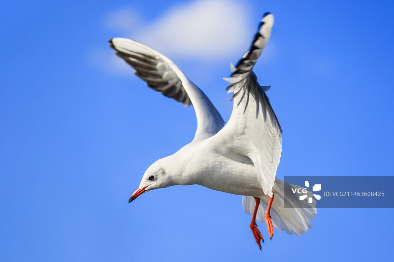 昆明春城  冬日红嘴鸥图片素材