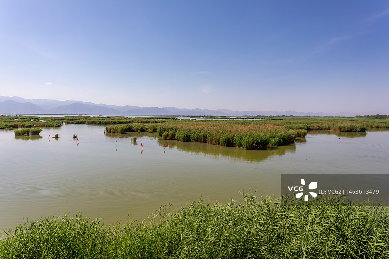宁夏石嘴山沙湖旅游景区芦苇湿地风光图片素材