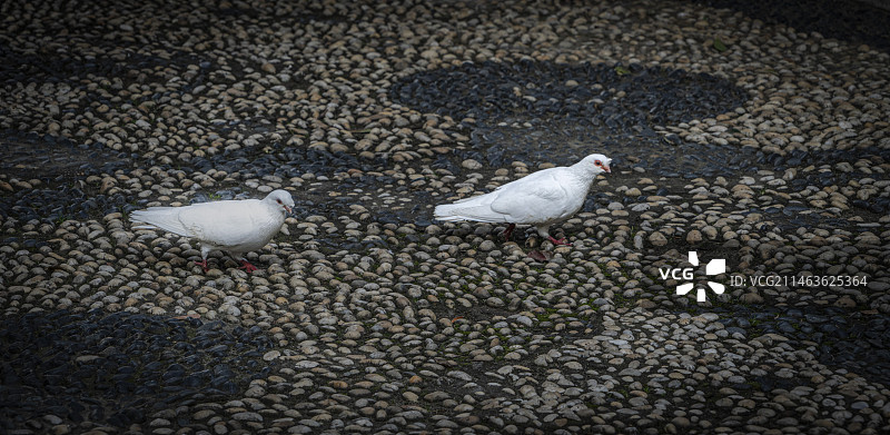 纯白色的鸽子图片素材