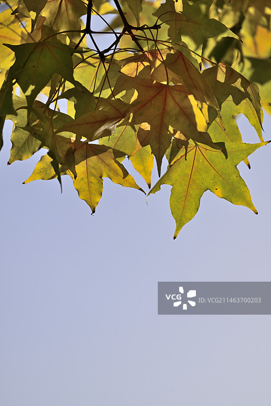 秋天晴朗蓝天下枫叶的低角度视图图片素材