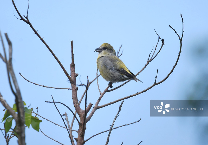 红交嘴雀图片素材