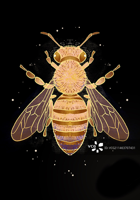 黑色背景下昆虫特写镜头图片素材