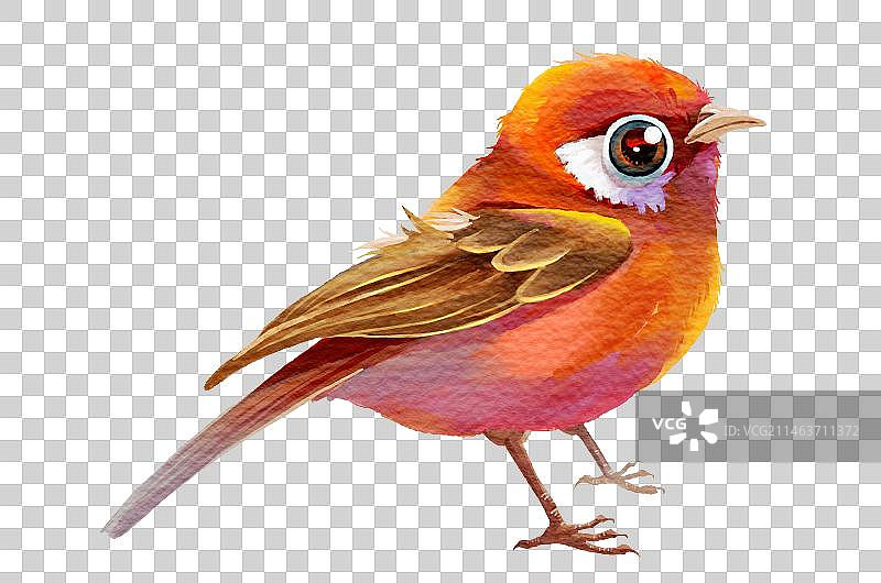 水彩红色鸟图片素材