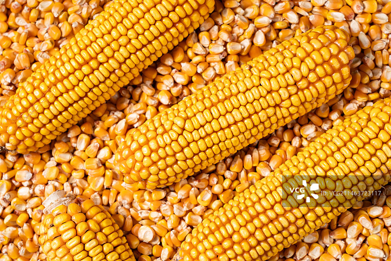 丰收收获的的玉米图片素材