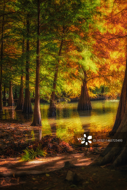燕雀湖的油画限定季 南京明孝陵燕雀湖进入了最美的油画季，落羽杉的调色盘上，红黄绿交相辉映，美不胜收图片素材