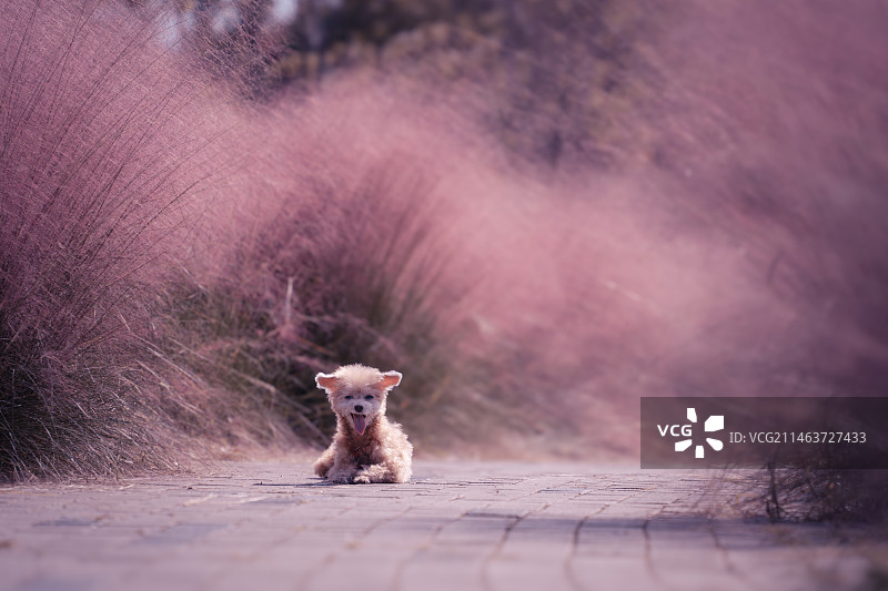 在粉黛中的宠物狗图片素材