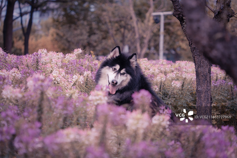 宠物狗图片素材