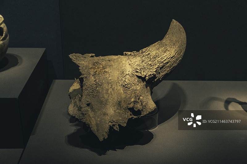 圣水牛头骨（新石器时代跨湖桥文化）——浙江省博物馆馆藏文物图片素材