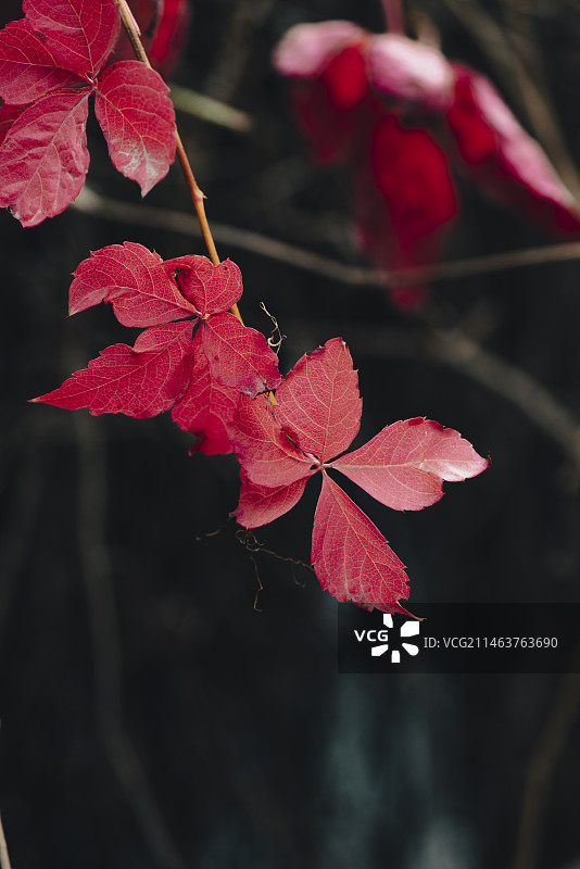 秋天红色五叶爬山虎五叶地锦图片素材