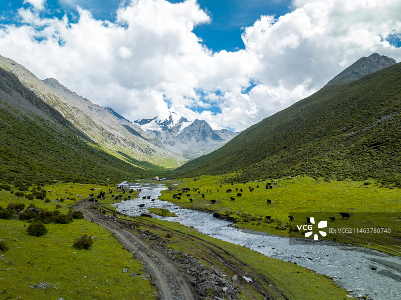 航拍四川甘孜乌库楚雪山草原牦牛牧场图片素材