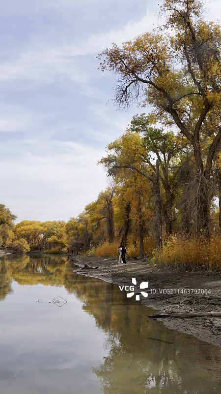 塔里木胡杨林公园图片素材