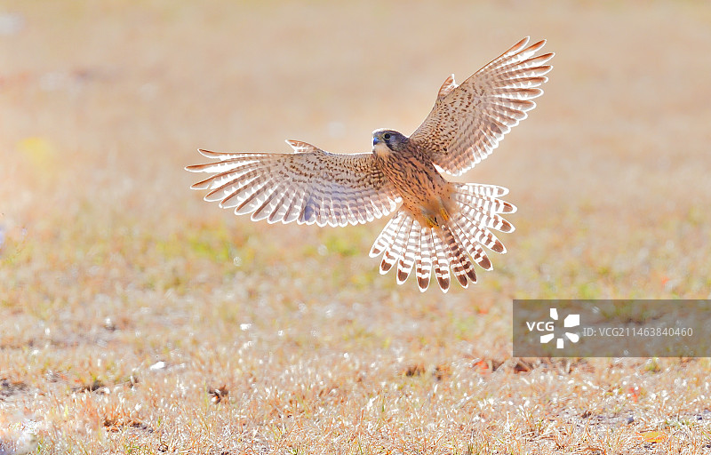 红隼飞行中的英姿。图片素材