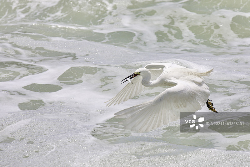 厦门白鹭捕鱼图片素材