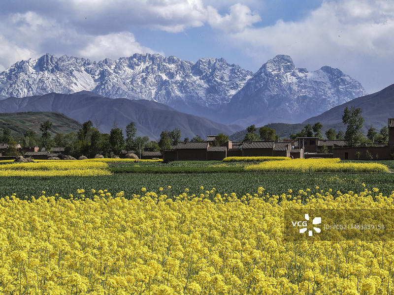 太子山下菜花香图片素材