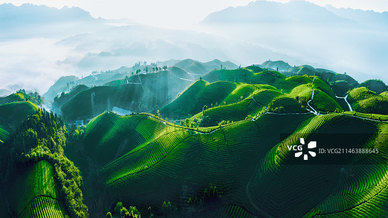 湖北恩施州鹤峰县走马镇木耳山万亩有机茶园春色图片素材