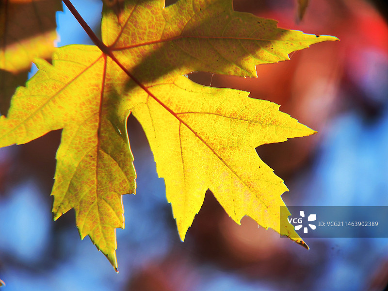 枫叶泛金黄 秋意渐显浓图片素材
