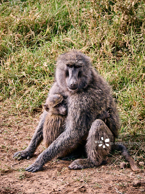棕狒狒   狒狒图片素材